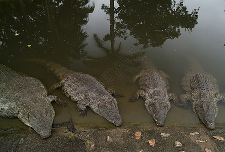 Crocodile 排队背景图片