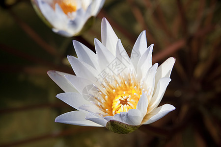 白莉莉百合植物池塘宏观花瓣白色绿色荷花树叶美丽图片