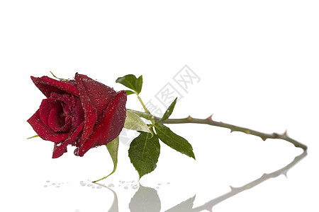 白色的一朵美丽的红玫瑰玫瑰红色荆棘花瓣背景图片
