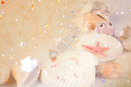 沙地背景上的小彩色贝壳支撑海星海滩藤壶背景图片