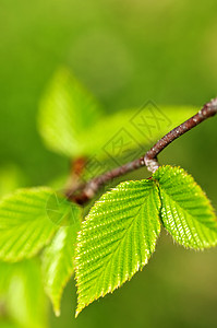 绿春叶生活树叶季节榆树生长绿色植物宏观发芽分支机构静脉图片
