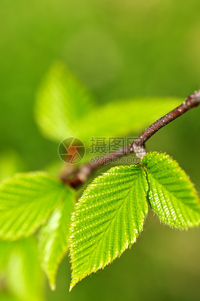 绿春叶生活树叶季节榆树生长绿色植物宏观发芽分支机构静脉图片