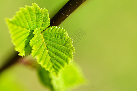 绿春叶榆树绿色植物生活季节静脉生态植物发芽分支机构宏观图片