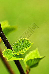 绿春叶静脉树叶生长分支机构植物叶子宏观榆树绿色植物季节图片