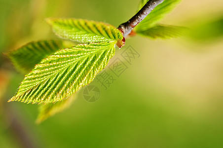 绿春叶植物树叶生态生长静脉绿色植物季节发芽环境榆树图片