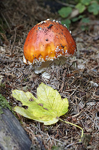 飞行阿曼尼塔雨后春笋海绵植物菌类菌盖宏观图片