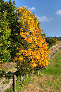 乡村道路和秋季地貌路径农村车道字段国家季节草原奶牛牧场树叶图片