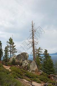 Tahoe湖上死树图片