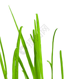 绿草封闭草本植物气候自然水滴场地宏观环境保护白色新生活植物图片