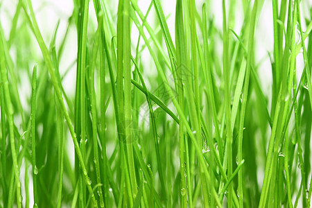 绿草背景气候草本植物区系浅绿色水滴新生活绿色白色场地环境保护图片