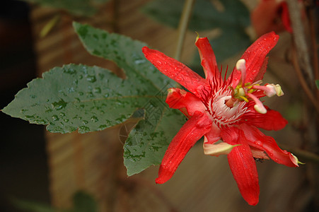 花红色植物花园植物学宏观热带叶子图片