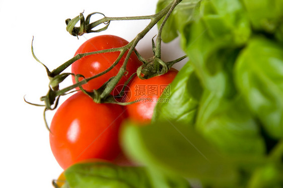 番茄类西红柿健康饮食食物香草植物文化香料烹饪香味美食蔬菜图片