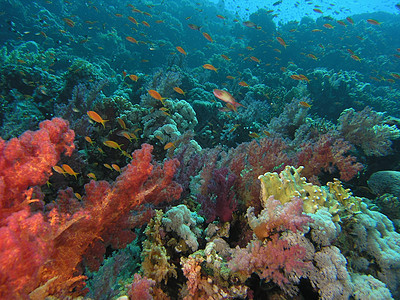 珊瑚现场动物冒险浮潜呼吸管浅滩植物群树叶荒野潜水员绿色背景图片