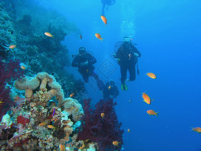 珊瑚礁上的多样化动物反射潜水员生活呼吸管植物群照片动物群浅滩荒野图片