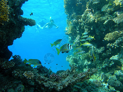 珊瑚现场动物群动物潜艇树叶浮潜潜水植物呼吸管照片生活图片