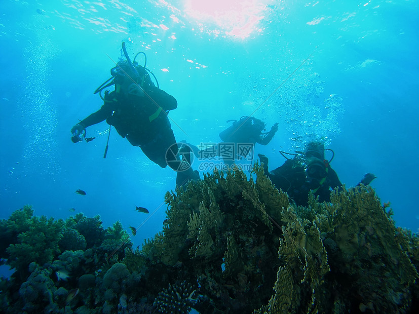 珊瑚礁上的多样化浮潜珊瑚绿色潜艇植物野生动物潜水员呼吸管动物群浅滩图片