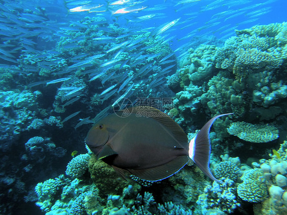 鱼浅动物潜水员生活动物群呼吸管浮潜反射野生动物浅滩植物群图片