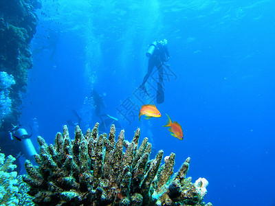 珊瑚礁上的多样化潜水呼吸管珊瑚潜水员生活动物群野生动物反射植物动物图片
