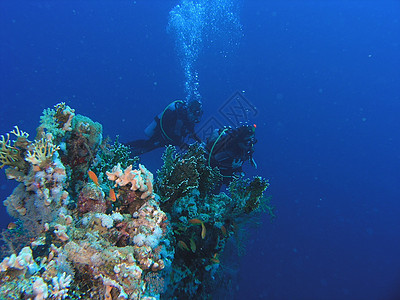 珊瑚礁上的多样化浅滩珊瑚潜水浮潜生活植物群呼吸管动物群动物荒野图片