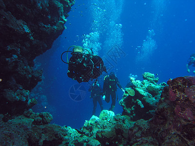 珊瑚礁上的多样化呼吸管荒野植物群反射植物浅滩生活珊瑚潜水野生动物图片