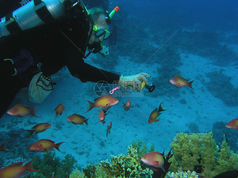 珊瑚礁上的差异浅滩潜水员荒野珊瑚潜水浮潜植物群植物呼吸管反射图片
