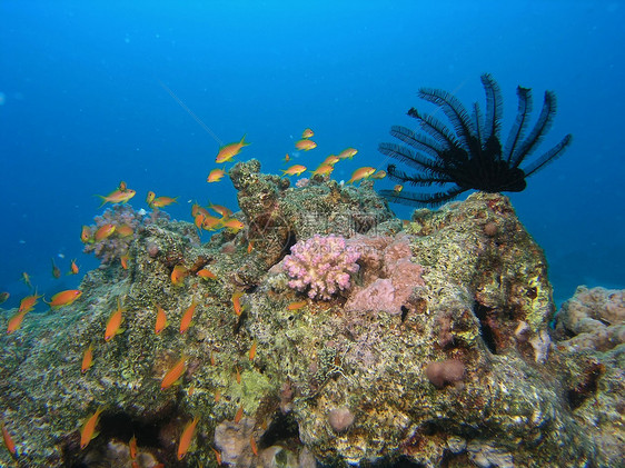 鱼浅反射潜水植物潜水员植物群珊瑚浮潜野生动物浅滩呼吸管图片