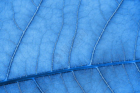 抽象的彩色叶纹理墙纸生物学树叶蓝色宏观背景图片