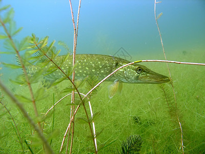 派卡生活绿色动物动物群淡水浮潜野生动物树叶植物群植物图片