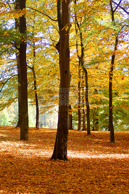 园圃和林林 秋天有金枣树叶树木国家环境小路横梁叶子公园农村阳光季节图片