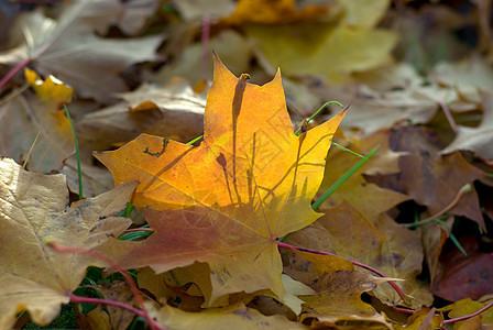 秋叶绿色青菜季节黄色叶子树叶红色阳光图片