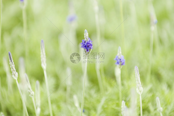 食用盐蓝色植物环境草本植物香味植物群叶子绿色生长农场图片