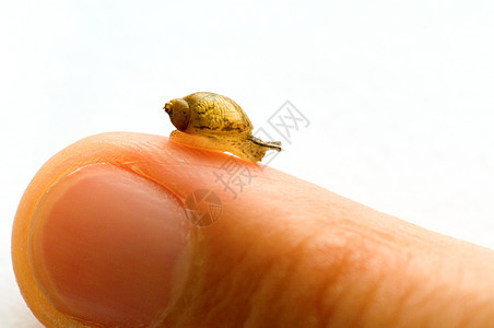 小蜗牛生物学一部分田螺动物生态蜗牛螺旋棕色蠕变身体图片