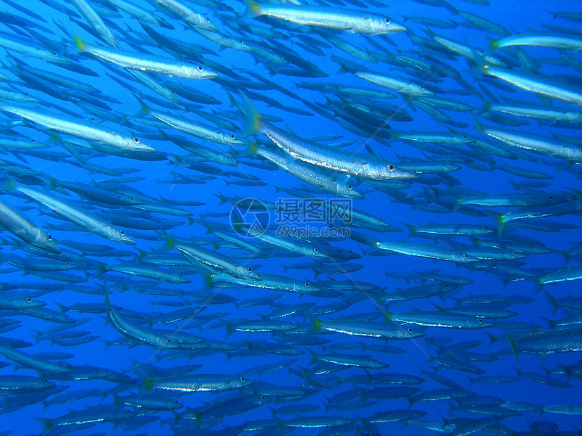 鱼浅珊瑚浮潜野生动物呼吸管动物植物动物群反射生活荒野图片