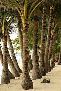 椰枣树气候热带溪流假期旅行椰子植物渠道植被死水图片