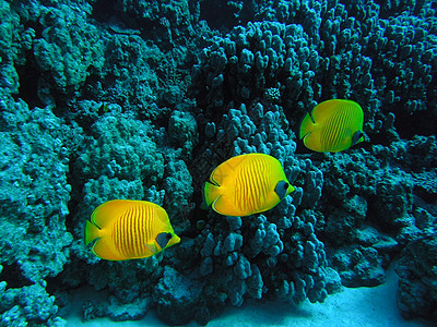 蝴蝶浅鱼动物群浅滩动物潜水员潜水荒野呼吸管野生动物反射树叶背景图片