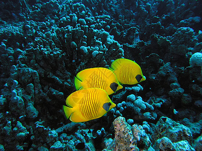 蝴蝶浅鱼潜水珊瑚植物群生活野生动物呼吸管冒险浮潜动物群植物图片
