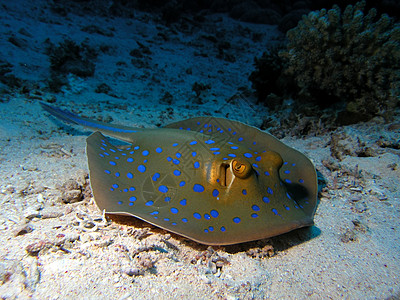 蓝点字符串射线植物冒险潜水员反射浅滩浮潜鳐鱼动物植物群野生动物图片