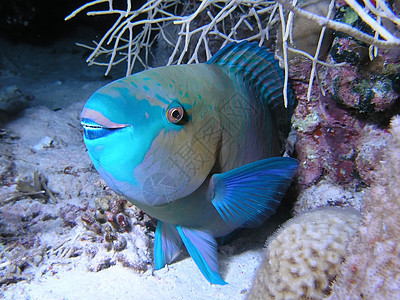 鱼珊瑚动物野生动物植物群反射树叶潜水浮潜呼吸管潜水员图片