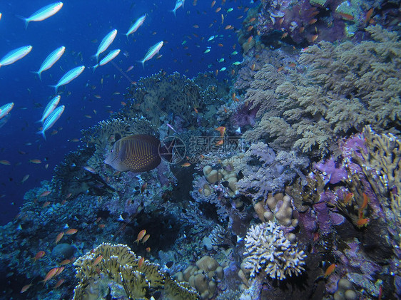 鱼浅树叶动物群野生动物浮潜潜水植物冒险珊瑚动物呼吸管图片