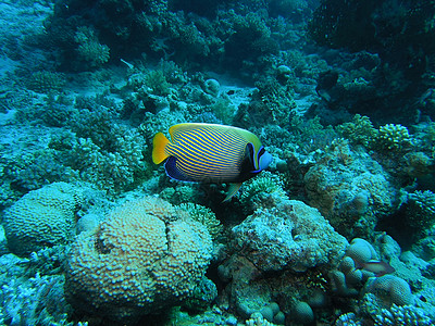安江皇帝冒险浅滩植物浮潜动物植物群珊瑚潜水树叶神仙鱼图片