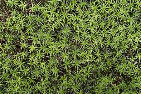 单位数生长宏观树叶苔藓植物叶子苔藓状绿色微孔图片