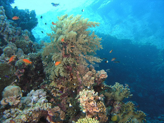 鱼浅野生动物动物潜水员珊瑚冒险呼吸管反射植物群荒野浅滩图片