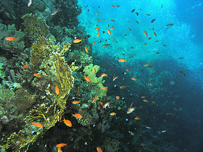 鱼浅冒险植物生活浮潜动物群野生动物反射珊瑚树叶荒野图片