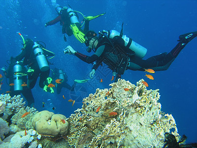 珊瑚礁上的多样化反射荒野珊瑚树叶浮潜植物冒险生活浅滩野生动物图片