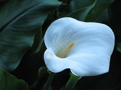 白百合和绿叶花粉宏观线条绿色花瓣植物雌蕊花园白色图片