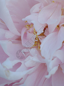 粉红花贴近植物粉色宏观花瓣绿色花园雌蕊线条图片