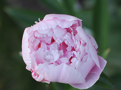 粉红花贴近植物粉色绿色宏观线条花瓣花园图片
