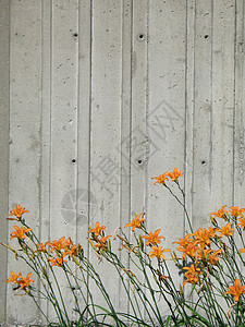 墙前的橙色花朵图片