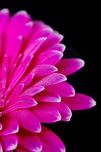 粉红色Gerbera粉色雏菊背景花瓣花朵黑色图片