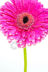 粉红色Gerbera雏菊花瓣粉色花朵图片